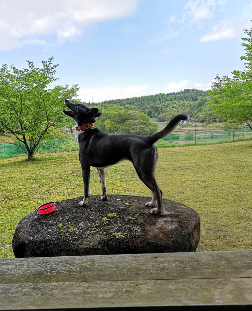 休日は愛犬の「はる」とドックランへ